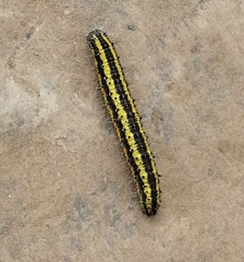 Tatochila autodice ernestae