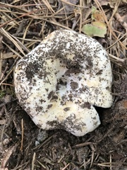 Russula brevipes acrior
