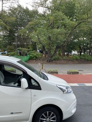 Trichonephila clavata