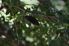 Melanis cephise