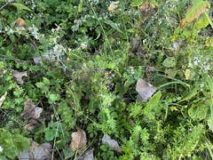 Galium palustre