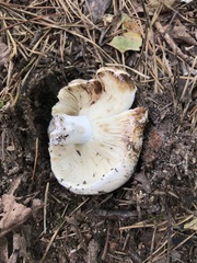 Russula brevipes acrior