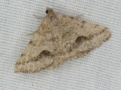 Frederickia s-signata