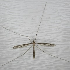 Tipula furca