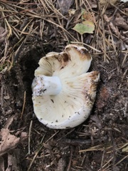 Russula brevipes acrior