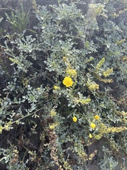 Ambrosia chamissonis