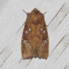Papaipema