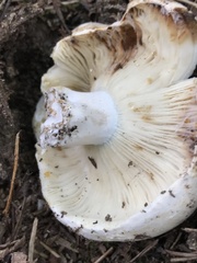 Russula brevipes acrior