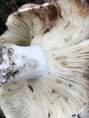 Russula brevipes acrior