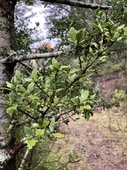 Phyllocladus alpinus
