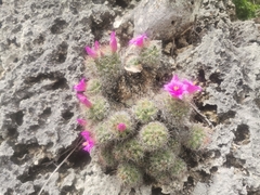 Mammillaria mazatlanensis