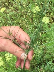 Asparagus verticillatus