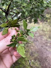 Phyllocladus alpinus