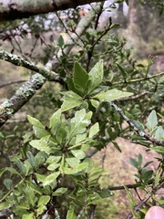 Phyllocladus alpinus