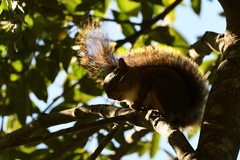 Sciurus aestuans