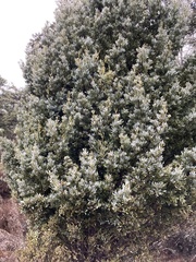 Phyllocladus alpinus