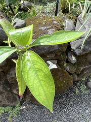 Kadua fluviatilis