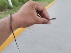 Masticophis mentovarius