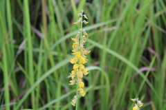 Crotalaria pallida