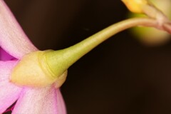 Phemeranthus rugospermus