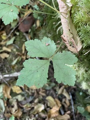 Tiarella trifoliata trifoliata
