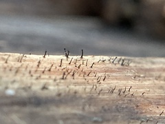 Mycocalicium subtile