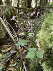 Tiarella trifoliata trifoliata