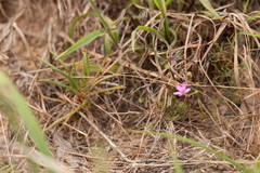 Phemeranthus rugospermus