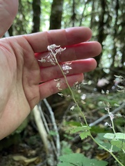 Tiarella trifoliata trifoliata