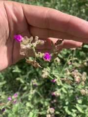 Mirabilis viscosa