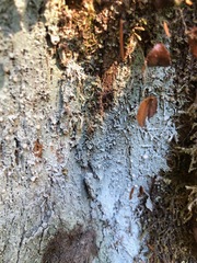 Icmadophila ericetorum