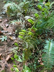 Veratrum parviflorum