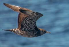 Stercorarius pomarinus