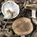 Tricholoma glaucescens - Photo (c) kmccabe73, some rights reserved (CC BY-NC)
