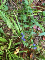 Gentiana sceptrum