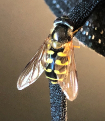 Dasysyrphus intrudens