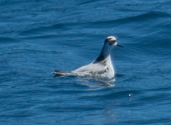 Phalaropus fulicarius