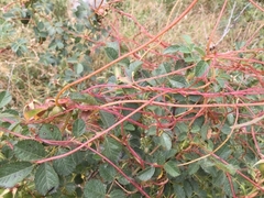 Cuscuta monogyna