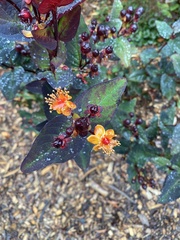 Hypericum androsaemum