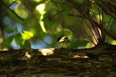 Todirostrum cinereum
