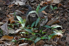 Callithrix penicillata