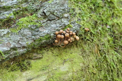Armillaria borealis