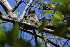 Callithrix penicillata