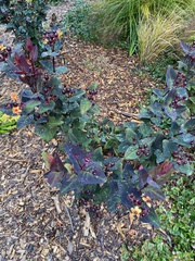 Hypericum androsaemum