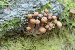Armillaria borealis