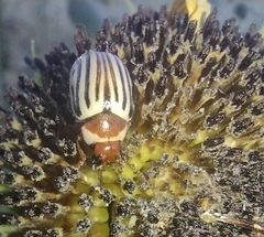 Zygogramma exclamationis