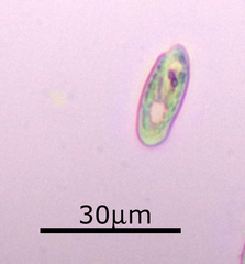 Cryptomonas paramecium