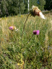 Carduus nutans leiophyllus