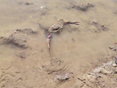 Callinectes arcuatus