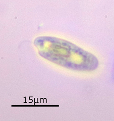 Cryptomonas paramecium